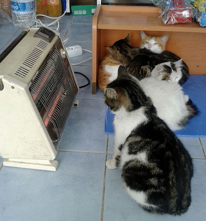 В Стамбуле спасают кошек от холода