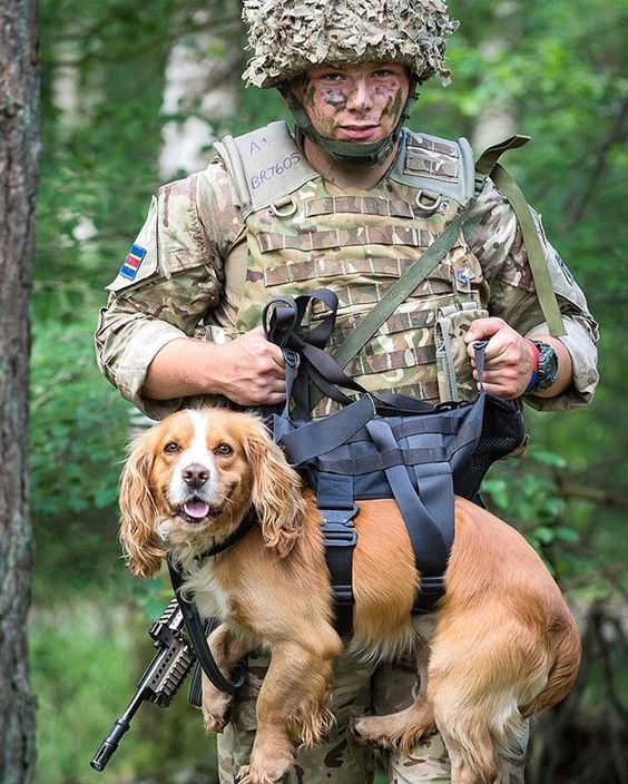 Собаки в армии