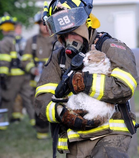 Пожарный спасает кошку