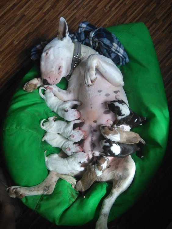 Собака с новорожденными щенками
