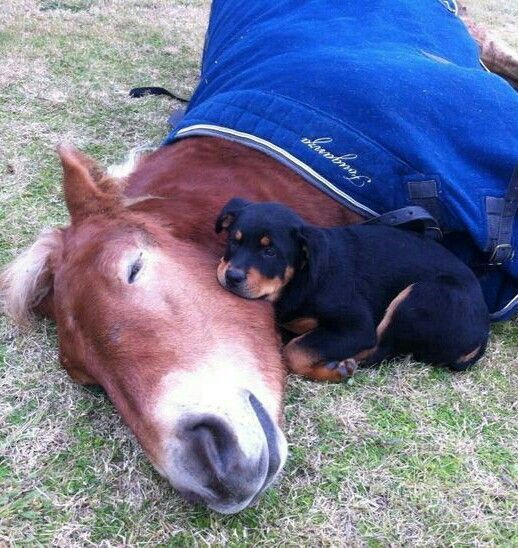 Собака и лошадь