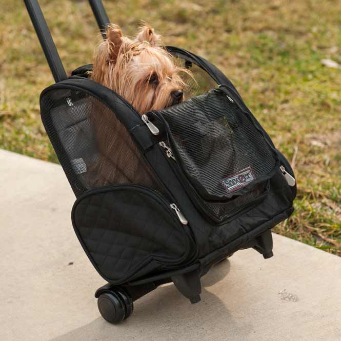 Собака в рюкзаке