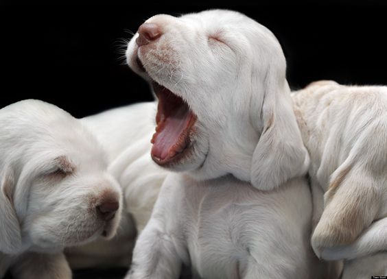 Собака с новорожденными щенками