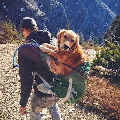 Путешествие с собакой