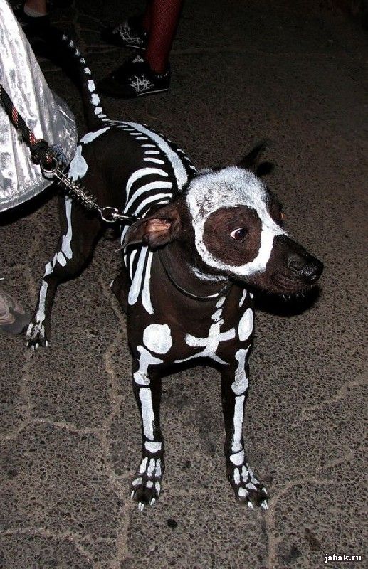 Собаки в пугающих костюмах