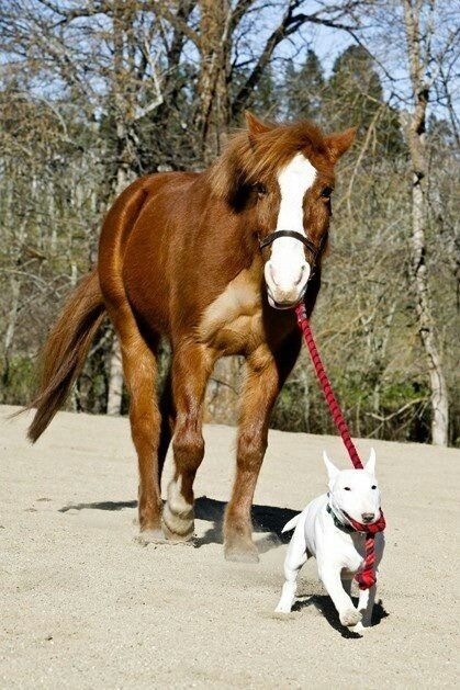 Собака и лошадь
