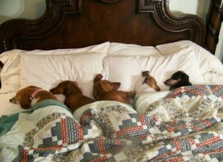 Собаки в кровати