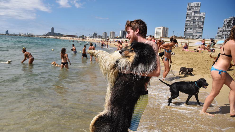 Собаки на пляже