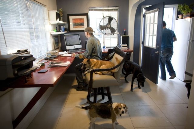 Собаки в офисе