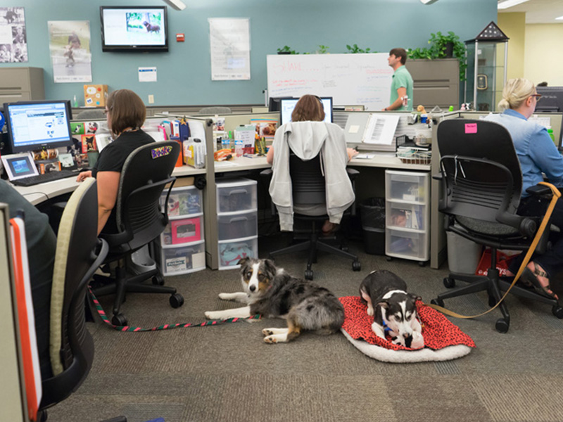 Собаки в офисе