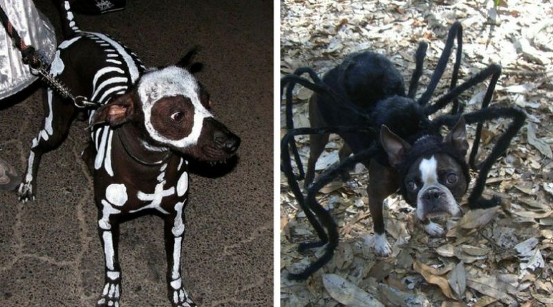 Собаки в пугающих костюмах