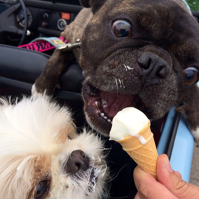 Собака ест мороженое