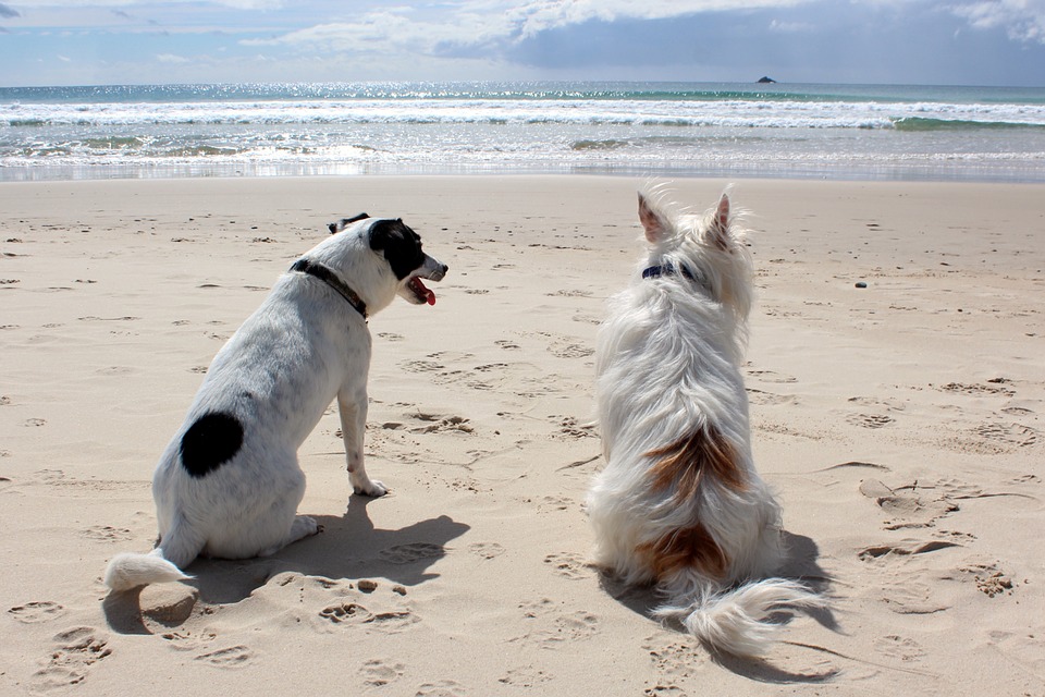 Собака на пляже