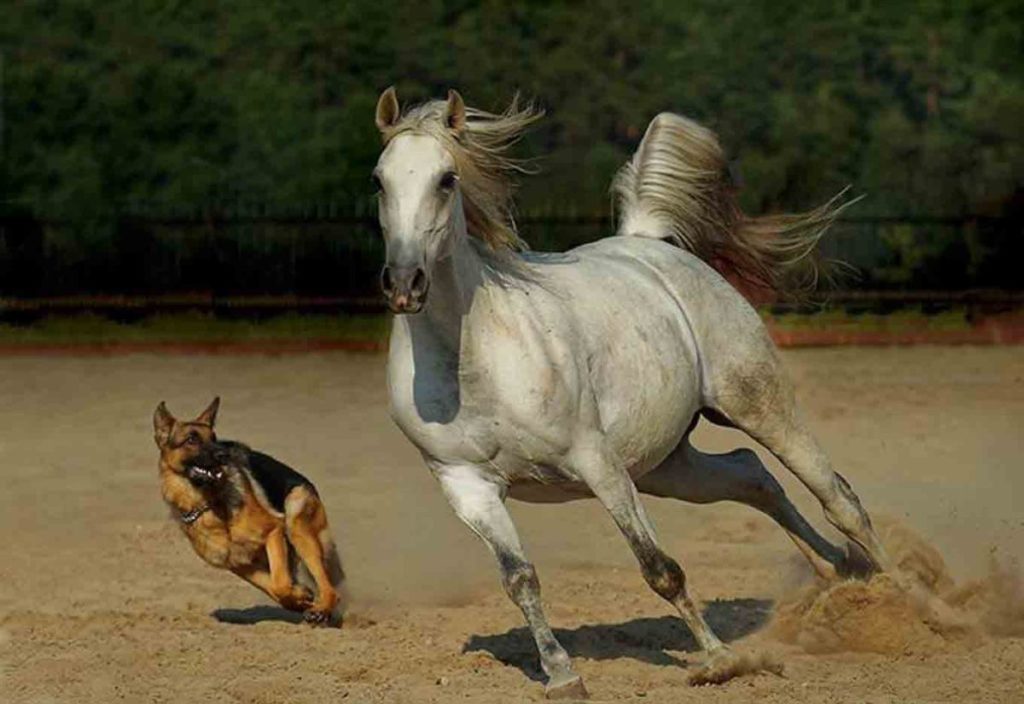 Собаки и лошади