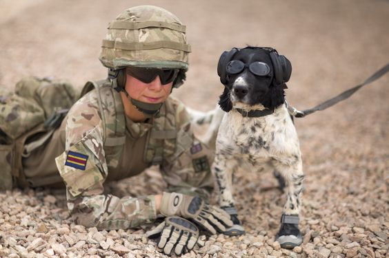 Собаки в армии