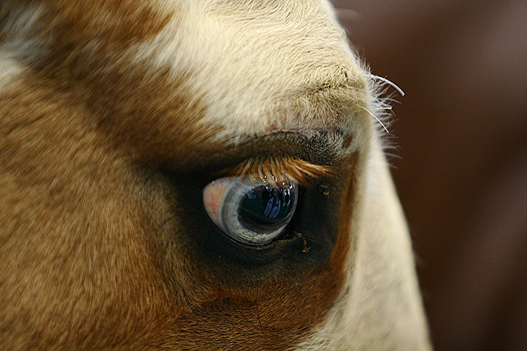 Лошадь с разными глазами