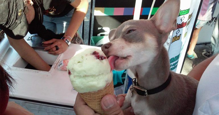 Собака ест мороженое