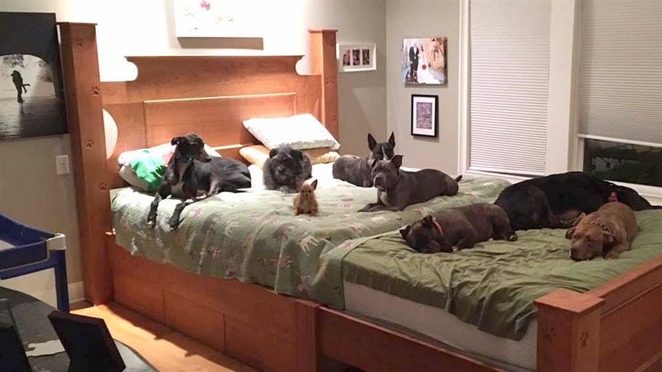 Собаки в кровати