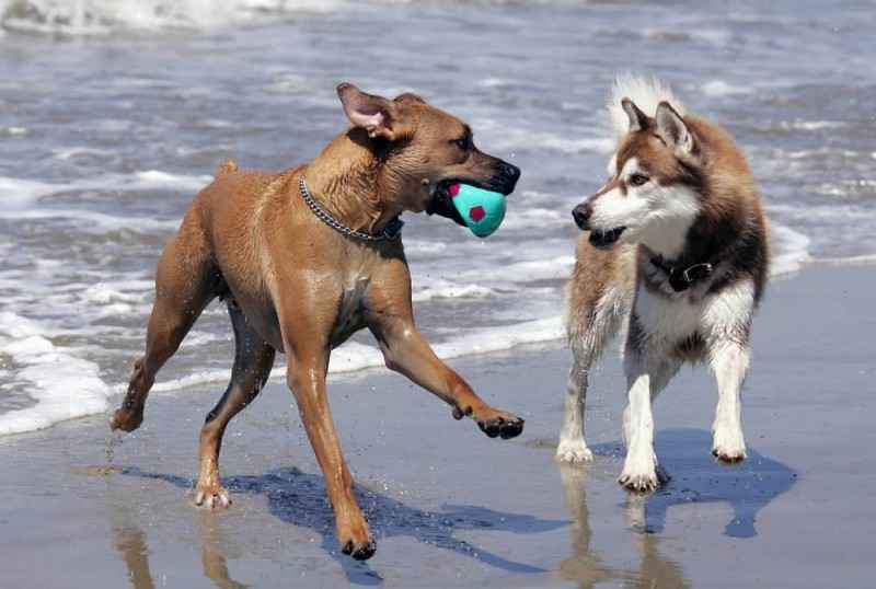 Собака на пляже