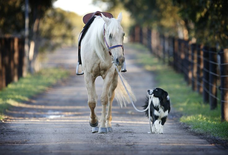 Собаки и лошади