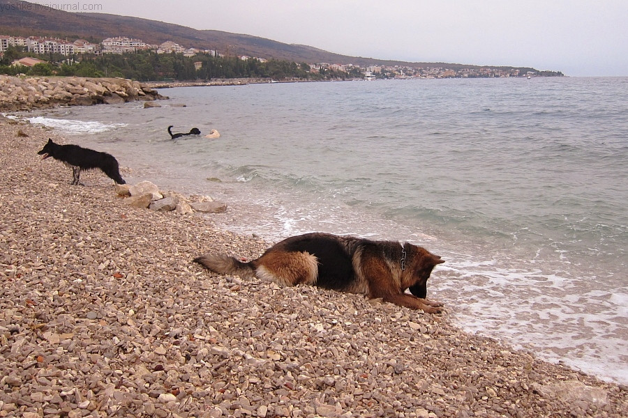 Собака на пляже в Хорватии