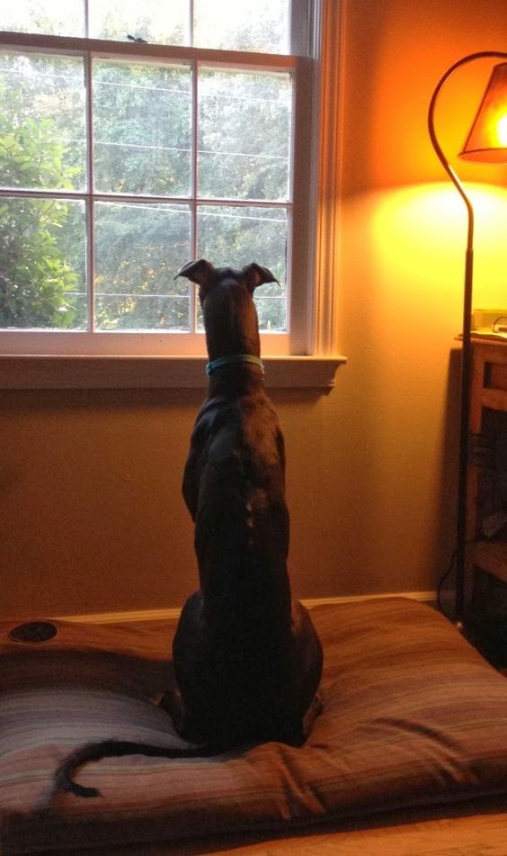 Собака ждет хозяина