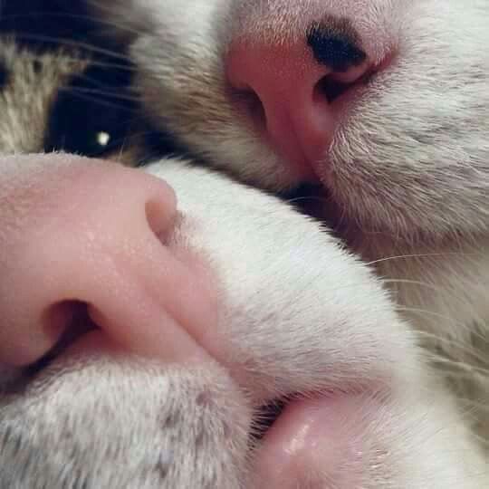 Кошачий нос