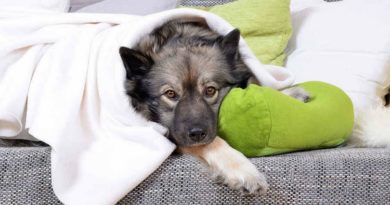 инфекционный трахеобронхит у собаки