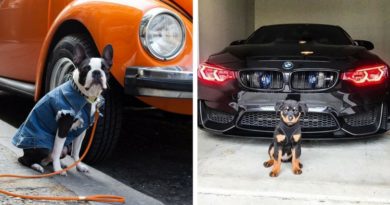 Собаки и машины