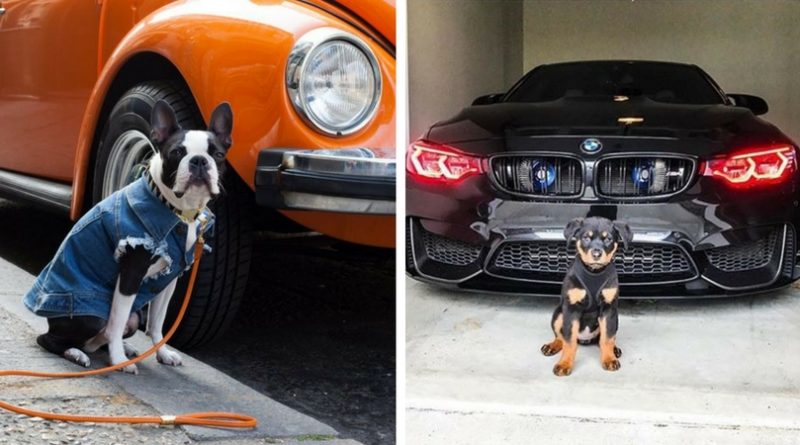 Собаки и машины
