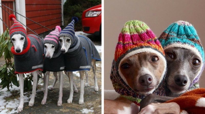 Теплая одежда для собак