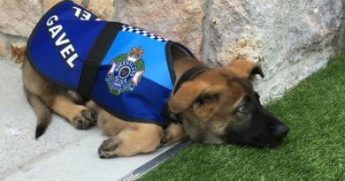 Полицейская собака