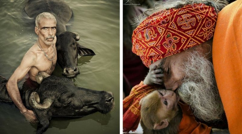 Люди и животные в Индии