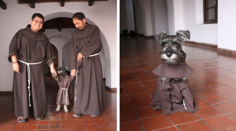 Собака монах