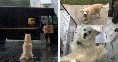 собаки и почтальоны
