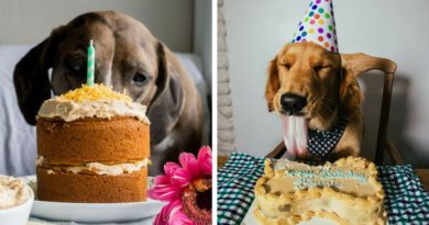 День рожденья у собаки