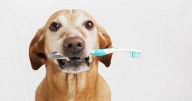 Как почистить зубы собаке