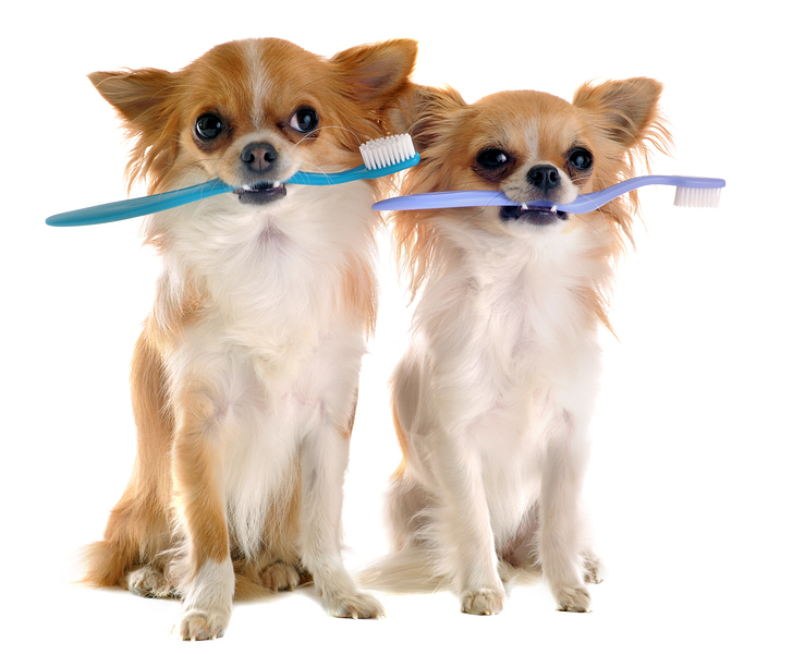 Как почистить зубы собаке