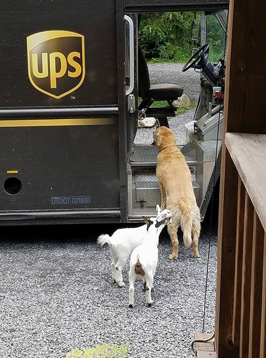 собаки и почтальоны