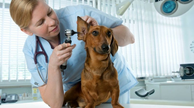 Домашний ветеринарный врач