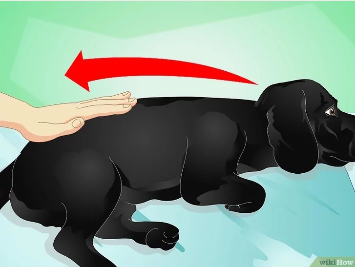 Общий массаж собаке