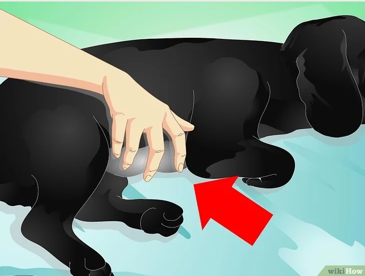 Общий массаж собаке