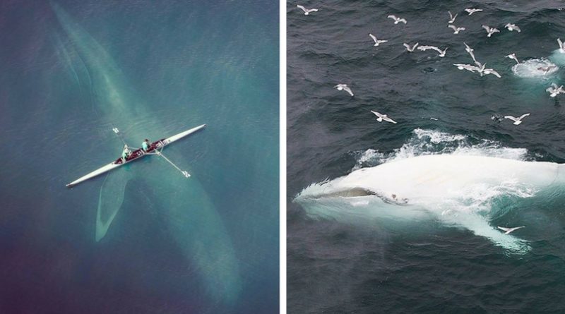 Фото китов с воздуха
