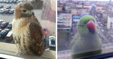 Птицы на окне