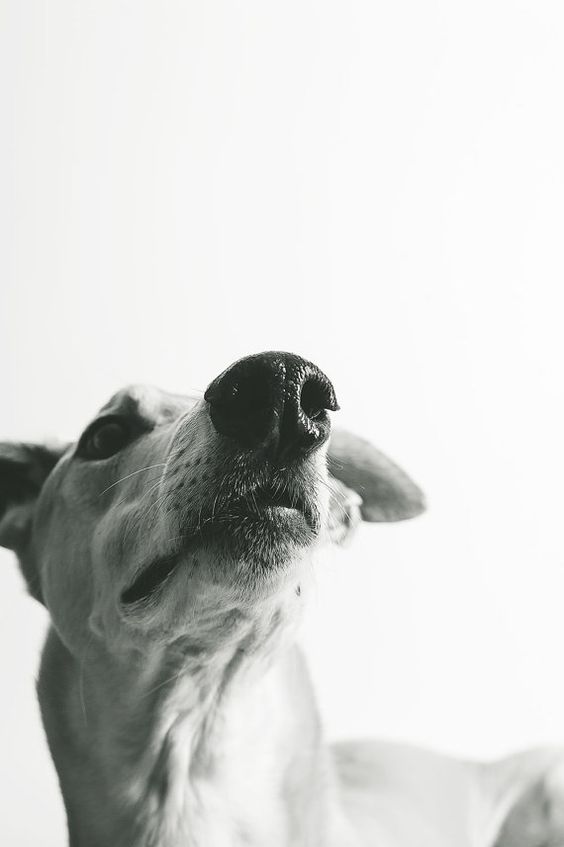 Запахи и болезни собак