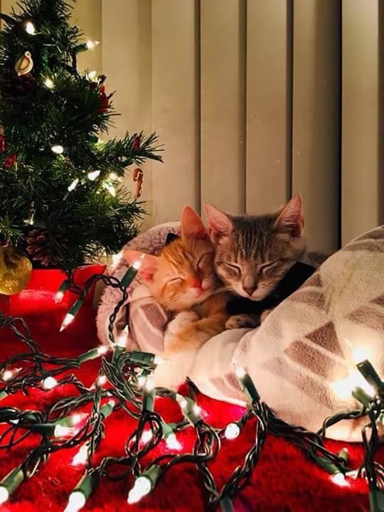 новый год и кошки